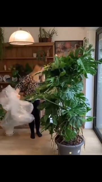 Unboxing Monstera.Вот это да. Какая большая!#baby #plants #olympicgames #home #