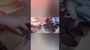 СЕЕМ БАКЛАЖАНЫ СРАЗУ В СТАКАНЫ! ОТ ПОСЕВА ДО ПЕРВОГО Р?