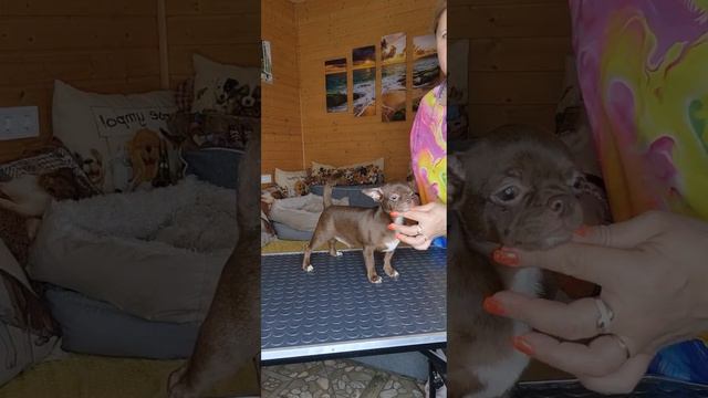 Скиф Шаманович 5 месяцевпродажа чихуахуа питомник Кас смотреть онлайн