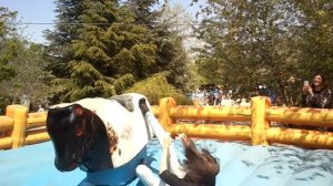 Девушка катается на быке