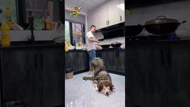 Самая большая пушистая собака в мире! #собака #животны?
