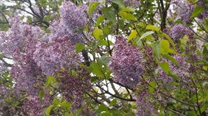 А сиреневый туман  голову вскружил...