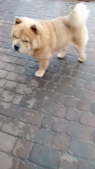 Собаки едят орехи #puppy #чаучау #chowchow #собаки #animals смотреть онлайн