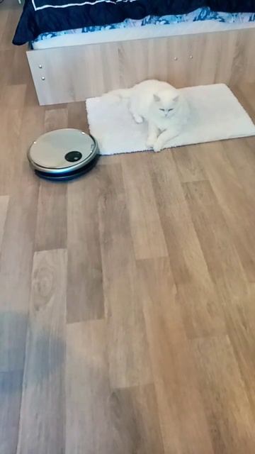 Мартин белый кот сфинкс и надоедливая муха робот пыле? смотреть онлайн