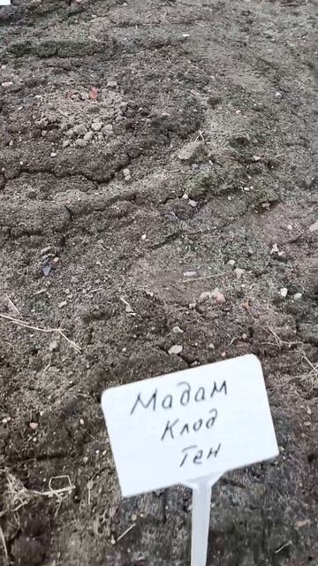 Появление первых цветочных почек пионов... Пионы на да? смотреть онлайн