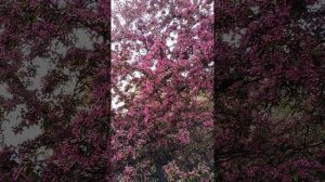 Розовая яблоня