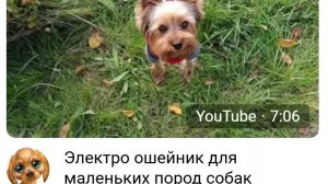 Электро ошейник для маленьких пород собак