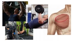 Анатомия грудных мышц, все способы накачать большую г?