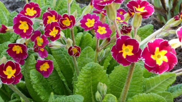 Какие ЦВЕТЫ посею в АПРЕЛЕ. Что посеяла В МАРТЕ. РАССАД смотреть онлайн