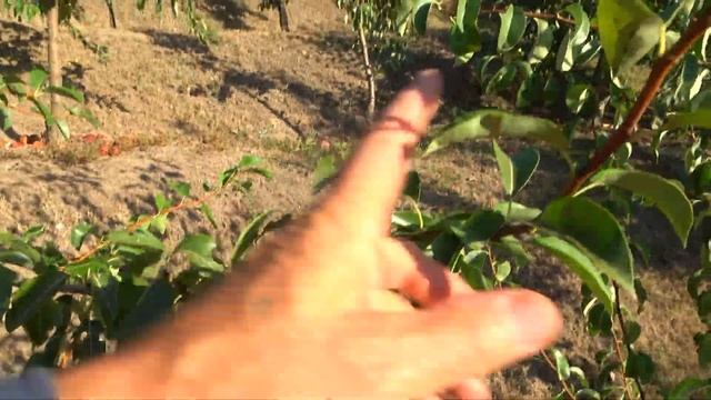 Груша АББАТ ФЕТЕЛЬ смотреть онлайн