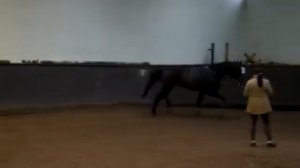 Лошадь, Битца