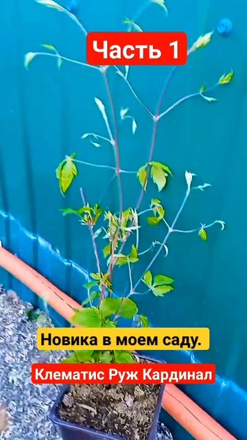 #клематисы #клематис #распаковкаиобзор #посадкаиуход #
