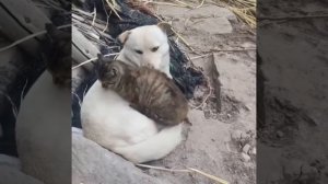 Прекрасная дружба 🐕❤️🐈