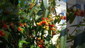 лавро вишня