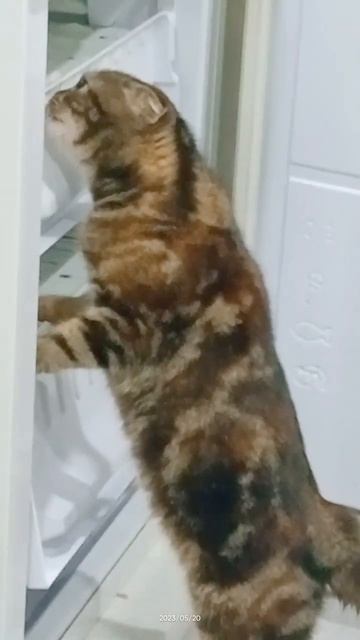 Холодильник кормилец #котик #истины #жизнь #история #к? смотреть онлайн