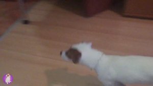 ЛОКИ БОБО приносит тапки 🐾 Говорящая собака  🐾 24 серия