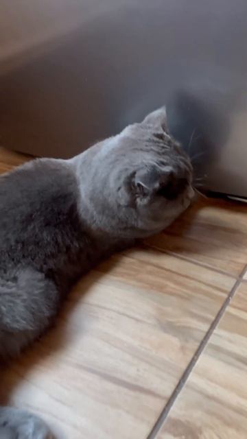 Бони ищет клад под холодильником смотреть онлайн