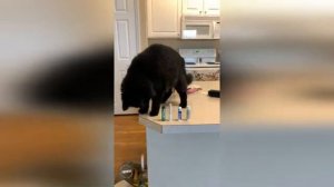 Наташа, вставай, мы всё уронили 😱👀🐱