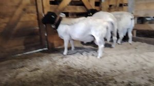 ДОРПЕР. Наши бараны. ВЕС, ВОЗРАСТ, С КАКОЙ ЦЕЛЬЮ ПОКУПА?