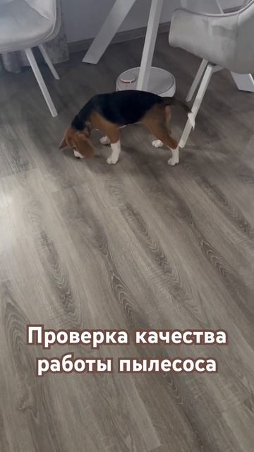 Эксперт оценил работу пылесоса на 3 с минусом (ни одной смотреть онлайн