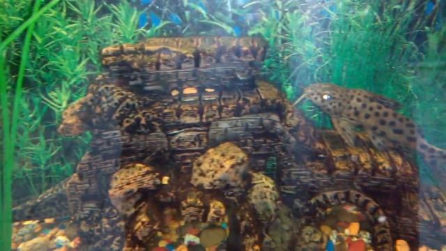 Найди сома. смотреть онлайн