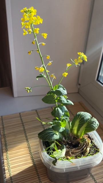 ✅ ПРОРАСТИЛ КОЧЕРЫЖКУ ПЕКИНСКОЙ КАПУСТЫ ДОМА 🥬 смотреть онлайн