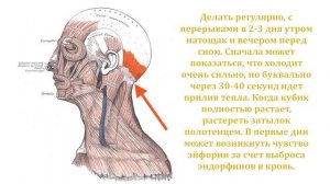 ОМОЛАЖИВАНИЕ ОРГАНИЗМА ЧЕРЕЗ ТОЧКУ ФЭН-ФУ
