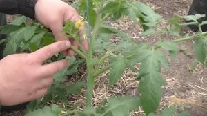 🌱 Хотите больше томатов без затрат? Этот метод вас удивит!