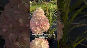 Обзор гортензии Magical Sweet Summer