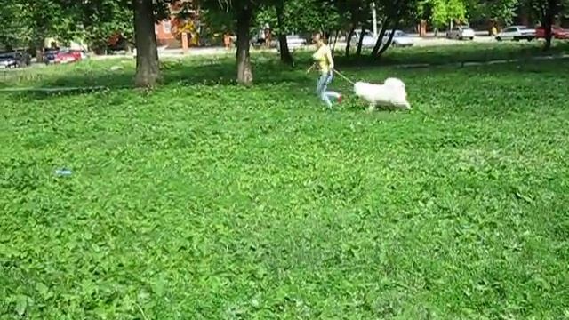 тренировка