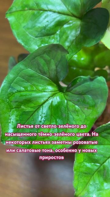 Syngonium Mango Lava. Обзор Сингониума Манго Лава.