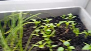 Чем занимаюсь