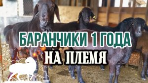 Баранчики до 1 года на продажу
