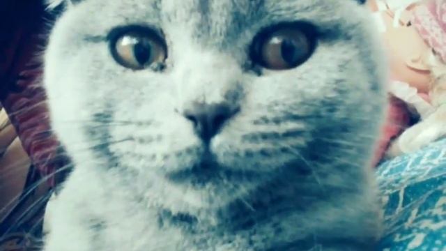 🎂HEPPY BIRTDAY!!!🎂🐈С Днём Рождения Джессика!🐈11.11.2016.❣ смотреть онлайн