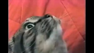 Вьетнамские флешбеки у кота