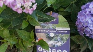 Крупнолистные гортензии САМЕР Лав И Форевер Эвер Блю.