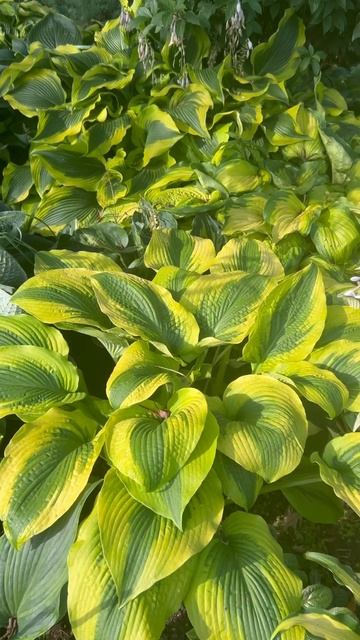 ХОСТА AFTERGLOW (АФТЕГЛОУ). Сад хост в Бийске. Любимые хосты смотреть онлайн