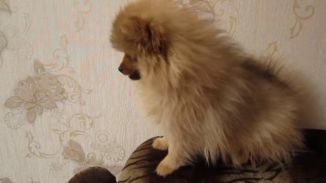 Наш Мирошка) http://mlynarzhevskaya.ru/ смотреть онлайн