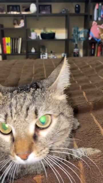 Когда идёт пылесос😱 #agama#cat смотреть онлайн