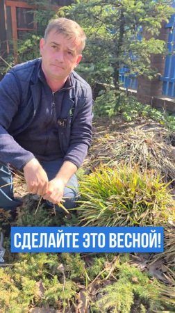 Обрезаем вечнозеленые многолетники.