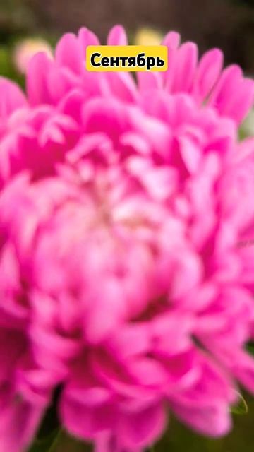 Вот и лето прошло. Сентябрь астра смотреть онлайн