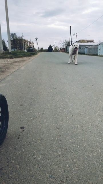 КАВКАЗСКИЙ ВОЛКОДАВ . ГОРОЧ .ВОЗРАСТ 1,1 , ВЕС 65КГ. смотреть онлайн