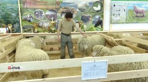 Дагестан впервые станет площадкой для аукциона племенных овец