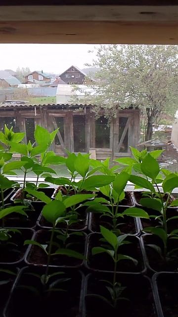 10 мая 2024 Гортензии на подоконнике,  малыши подрастают? смотреть онлайн