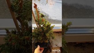 Ель обыкновенная Петра. Очередные хвойные новинки из W