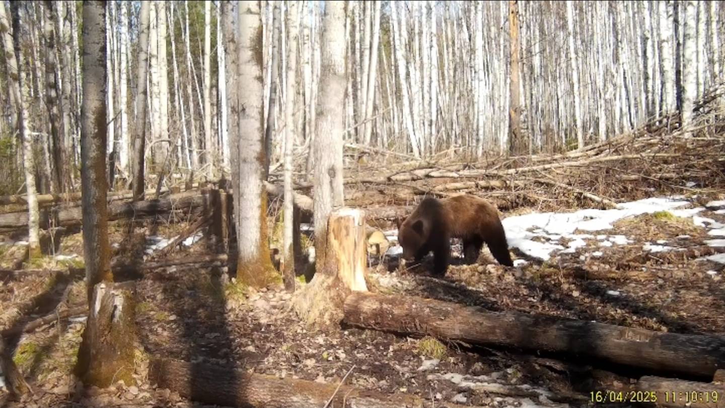 Еду в лес. Медведь , лоси , соболя в кадре фотоловушки.