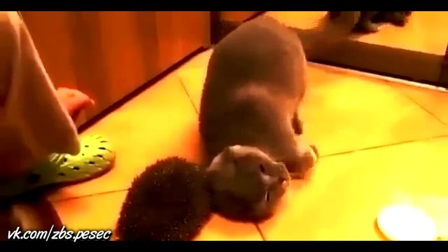 Best funny moments Полный песец part 46 смотреть онлайн