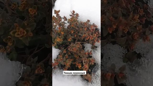 тимьян лимонный в снегу. Краснодар #краснодар #садовод смотреть онлайн
