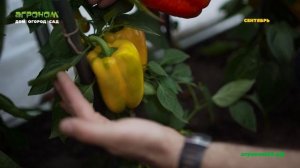 Сравнение теплиц Русской и Американской. 3 часть.