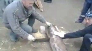 Как Татары пилу заводят